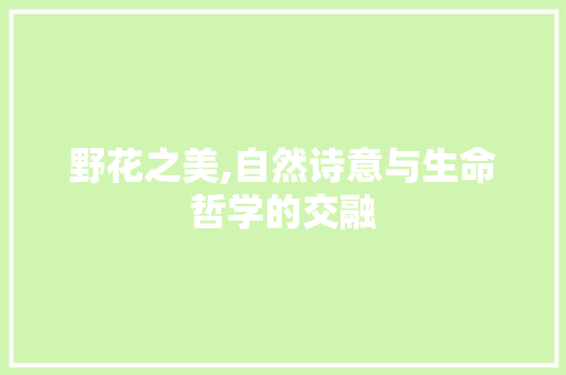 野花之美,自然诗意与生命哲学的交融