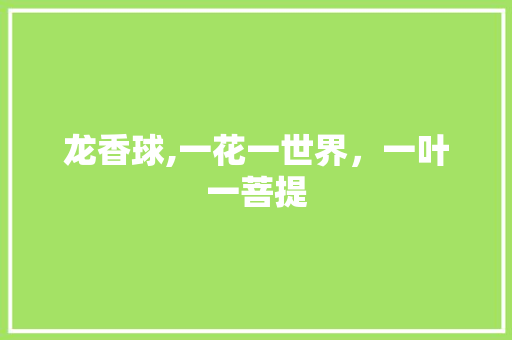 龙香球,一花一世界，一叶一菩提