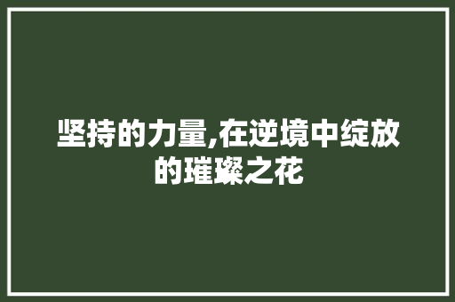 坚持的力量,在逆境中绽放的璀璨之花