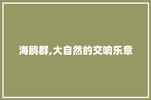 海鸥群,大自然的交响乐章