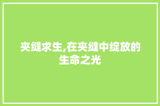 夹缝求生,在夹缝中绽放的生命之光