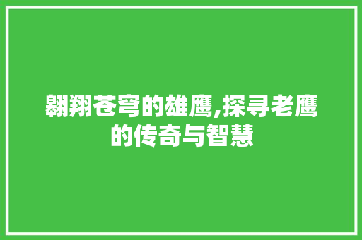 翱翔苍穹的雄鹰,探寻老鹰的传奇与智慧