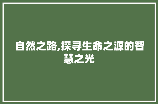 自然之路,探寻生命之源的智慧之光