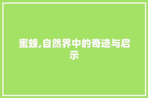 蜜蜂,自然界中的奇迹与启示